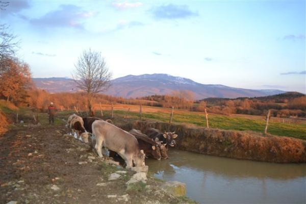 Agroturism Stara Stala Hotel Borut Exterior foto